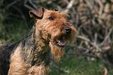 WELSH TERRIER 017